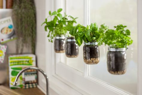 Bring your garden indoors: Learn how to make a floating herb garden with mason jars and Sugru. Bring a garden indoors with this DIY project! Interior Gardens, Window Herb Garden, Mason Jar Herb Garden, Floating Garden, Window Plants, Hanging Mason Jars, Indoor Herb Garden, Culinary Herbs, Herbs Indoors