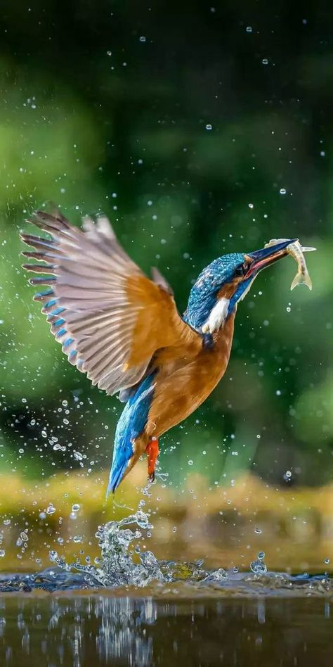 ♔ Martin-Pêcheur ♔ KingFisher Kingfisher Tattoo, Kingfisher Painting, Cumulonimbus Cloud, Paint Together, Animal Action, Kingfisher Bird, Bird Flying, Fan Brush, Cloud Painting