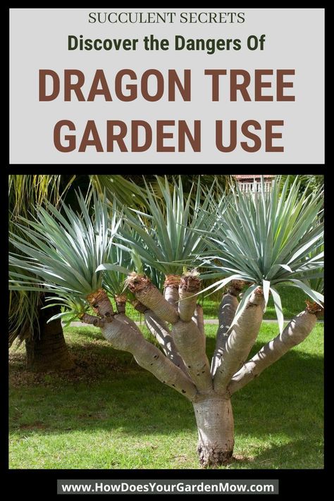 Learn why dragon tree garden use may not be a good idea. // dragon tree garden #dragontreeindoor #dragontreegarden #dragontreeplantindoor #dracaenaplanttoxic #dracaenaplantsafeforcats #dracaenaplantandcats Dragon Tree In Pot, Dragon Tree Landscape, Dragon Tree Plant Care, Dragon Tree Plant, Dragon Plant, Dragon Blood Tree, Garden Front Of House, Native Gardens, Dracaena Plant