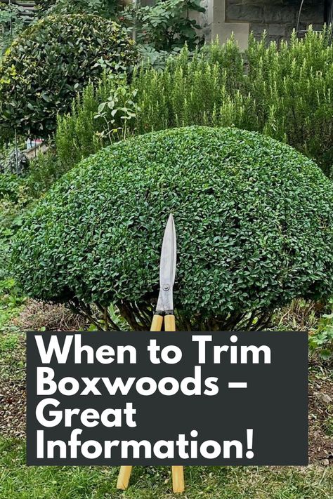 Trim Your Boxwoods Like a Pro: Get Great Information on When to Trim Boxwoods for Optimal Growth and Shape. Timing is key when it comes to pruning your Boxwoods, and we're here to provide you with all the details. Learn about the best time of year to trim, considering factors like plant health and growth patterns. Discover the benefits of strategic pruning, from promoting denser foliage to maintaining a tidy appearance. IG Photo by: mcbeacham_ldscpgardener Boxwood Balls Landscaping, Formal Boxwood Garden, Types Of Boxwood Shrubs, Boxwoods In Pots, Small Formal Gardens Boxwood Hedge, Boxwood Landscaping Ideas, Trim Boxwood Shrubs, When To Trim Boxwoods Shrubs, Pruning Boxwood Shrubs