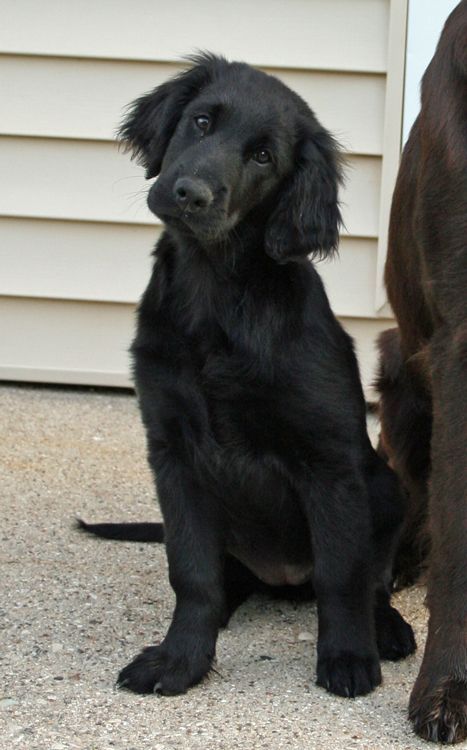 what a cutie- looks like a golden retriever- only black.. Black Golden Retriever, Puppy Dog Pictures, Black Dogs, Flat Coated Retriever, Click Photo, Retriever Puppy, Puppy Dogs, Retriever Dog, Australian Shepherd