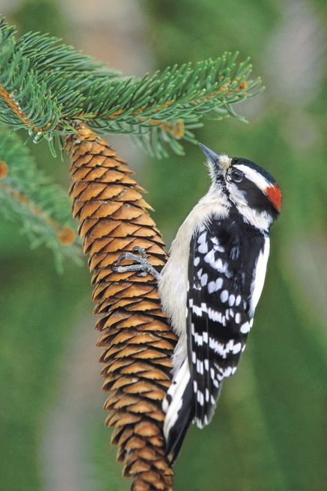 Downy Woodpecker--I had a pair of these at my suet this morning!! Birds For Kids, Black Swans, Norway Spruce, Downy Woodpecker, Green World, Tyler Tx, Woodpeckers, Easy Coffee, Bird Watcher