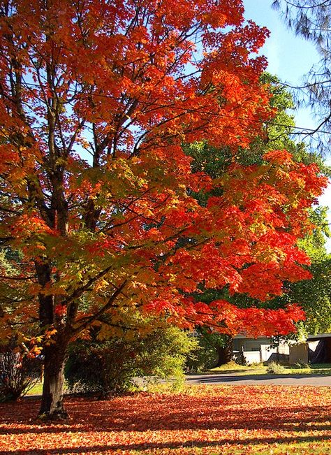 douglas maple (beautiful fall colors) Tree Seeds, Sugar Maple, Autumn Scenes, Autumn Scenery, Maple Tree, Autumn Beauty, Fall Pictures, Fall Photos, Trees And Shrubs