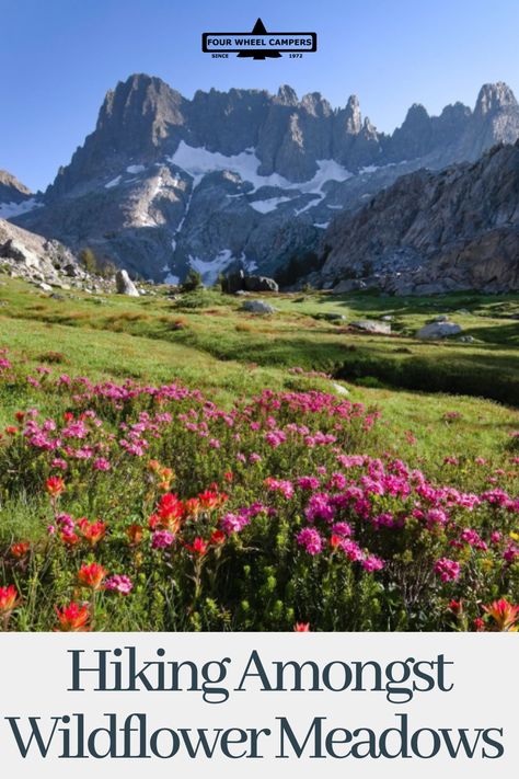 Wmbark on a summer hike through the Sierra Nevada mountains to witness natures's stunning display of wildflower in full bloom. - #FWC #fourwheelcampers #nomad #wanderlust #flowers #floral #wildflowers #explore #overlanding #fourwheelcampers #flowerviewing #truckcamper #camping #adventure #slideincamper#pickuptruckcamper #flatbedcamper #outdoors #hikingadventure #hikingtrails #views #outdoors #nature #naturephotography #offroading #truckbedcamper #nomad #hikingtrails #campsites #campgrounds Chino Hills State Park, Forest Village, California Wildflowers, California Parks, Purple Wildflowers, Nevada Mountains, Summer Hike, Spring Wildflowers, Alpine Meadow