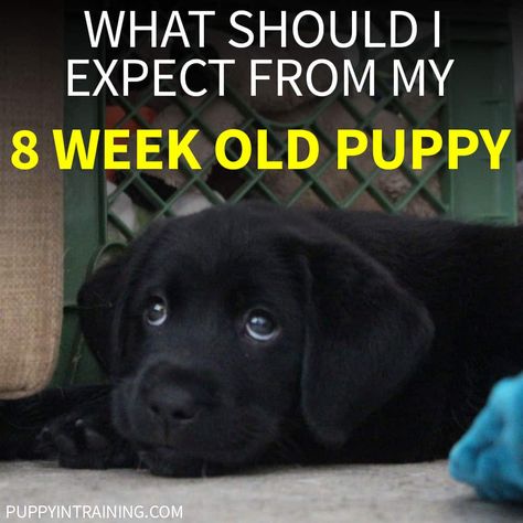 What Should I Expect From My 8 Week Old Puppy? - Puppy In Training Training A Labrador Puppy, Lab Puppy Training Tips, Labrador Retriever Puppy Training, Lab Puppy Training, 8 Week Old Puppy, Princess Puppy, Labrador Puppy Training, Aussie Doodle, Puppy Training Guide