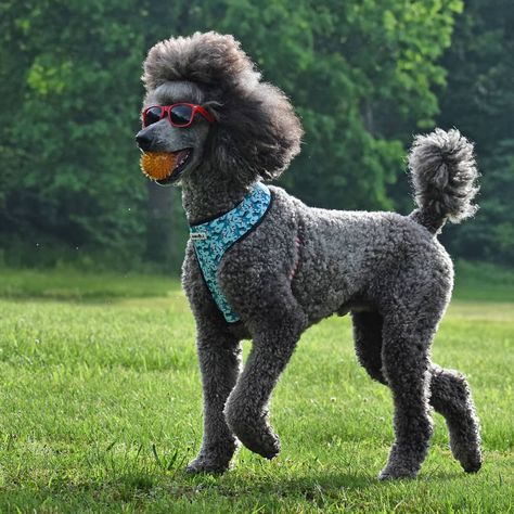 ✳Stinky the Poodle✳ on Instagram: “When you look good, you feel good.  @animale.pa harness (HEYSTINKY for 25% off) @kaykosds sunglasses (STINKY for 15% off)…” Poodle Hairstyles, Standard Poodle Haircuts, Fluffy Husky, Poodle Haircuts, Poodle Hair, Poodle Haircut, Poodle Cuts, Puppy Obedience Training, Positive Dog Training