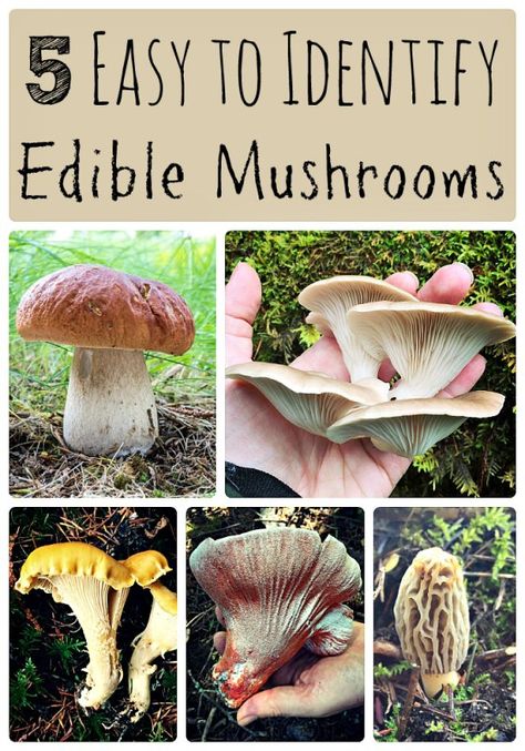 5 easy to identify edible mushrooms... perfect for the novice forager like myself! Foraging Mushrooms, Edible Wild Mushrooms, Backpacking For Beginners, Mushroom Foraging, Growing Mushrooms At Home, Mushroom Identification, Wild Foraging, Forest Mushrooms, Wild Food Foraging