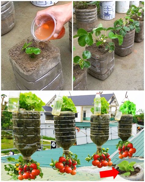 Growing fruits & vegetables in plastic bottles 🍓🍅🥬 | fruit, vegetable, plastic bottle | Growing fruits & vegetables in plastic bottles 🍓🍅🥬 | By MetDaan Tips How To Grow Watermelon, Growing Mushrooms At Home, Plants In Bottles, Garden Remedies, Small Vegetable Gardens, Indoor Vegetable Gardening, Growing Strawberries, Bottle Garden, Succulent Gardening