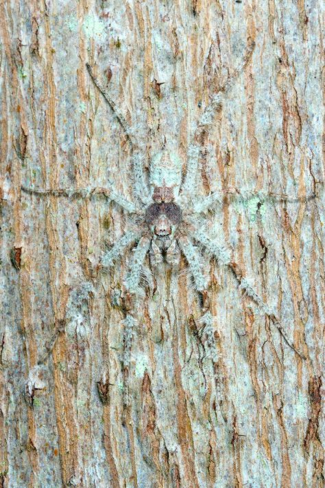 A large spider camouflaged on tree bark Huntsman Spider, Cat Yawning, China Image, Scary Animals, Aerial Images, Under The Shadow, Drone Images, Photography Competitions, Drone Photos