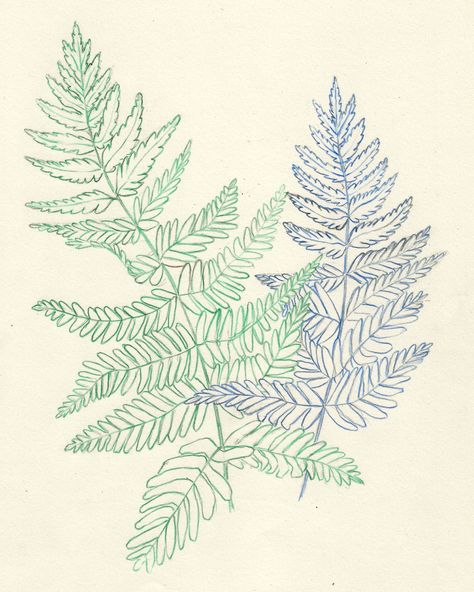 Ferns in colour erasable pencils. Fern Leaf Drawing, Simple Fern Drawing, Fern Art Drawing, Fern Coloring Page, Silver Fern Drawing, Bracken Fern Drawing, Peony Drawing, Tattoo Themes, Leaf Drawing