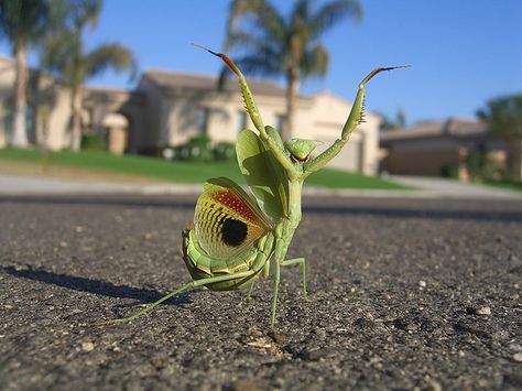 @mokizo いやっほーぅ RT @taniyama_: そーのうっちなんとかーなーるだーろーうーーー Jeronimus Bosch, Cool Insects, Cool Bugs, A Bug's Life, Animal Magic, Beautiful Bugs, Praying Mantis, Bugs And Insects, Springer Spaniel