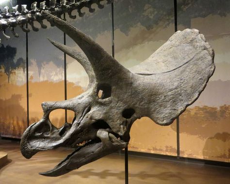 Triceratops Skull, Animal Skeleton, Skull Reference, Dinosaur Tattoos, Animal Skeletons, Fossil Bones, Dinosaur Images, Skull Pictures, Animal Skull