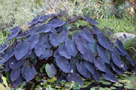 Colocasia esculenta 'Black Magic' (Taro) Elephant Ear Bulbs, Colocasia Esculenta, Taro Plant, Calla Lily Flowers, Elephant Ear Plant, Perennial Grasses, Fragrant Garden, Pond Plants, Spring Flowering Bulbs