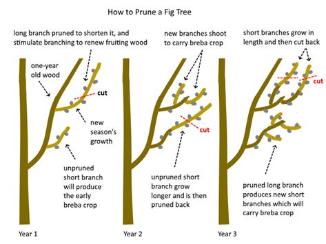 how-to-prune-fig-tree Mediterranean Landscape Design, Fig Varieties, Persimmon Tree, Prune Fruit, Persimmon Fruit, Pruning Fruit Trees, Pomegranate Fruit, Mediterranean Landscaping, Tree Pruning