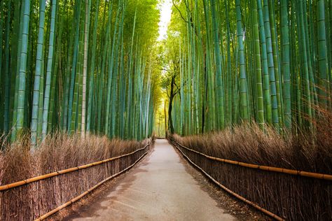 Sagano Bamboo Grove and Arashiyama Walking Tour with Optional Yakatabune Lunch Cruise Bamboo Forest Japan, Shinrin Yoku, Tree Tunnel, Voyage Bali, Lds General Conference, Japan Itinerary, Forest Bathing, Japan Travel Guide, Forest Path