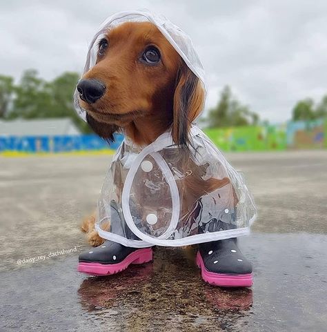 Cute Animals Puppies, Dog Raincoat, Very Cute Dogs, Love My Dog, Weenie Dogs, Dachshund Puppies, Silly Animals, Weiner Dog, Cute Funny Dogs