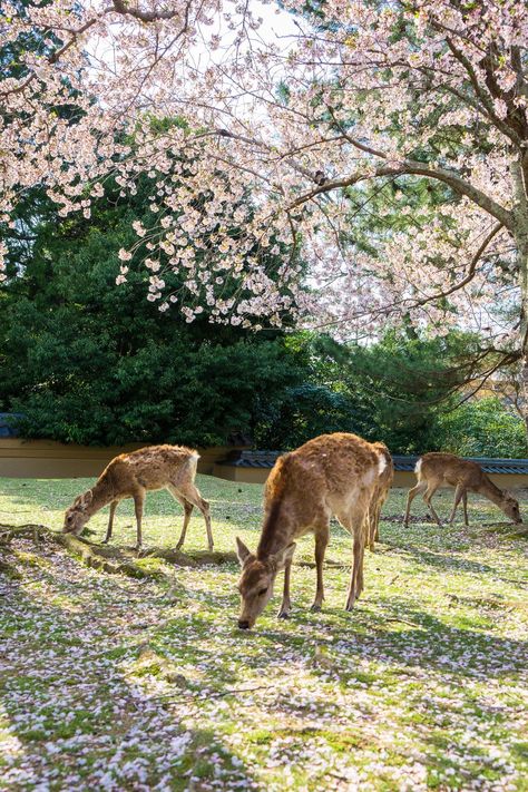 Spring Blossom Aesthetic, Japan Aesthetic Cherry Blossoms, Japan Spring Aesthetic, Nara Japan Aesthetic, Japan Places Aesthetic, Japan Cherry Blossom Aesthetic, Kyoto Japan Aesthetic, Kyoto Cherry Blossom, Japan Travel Aesthetic