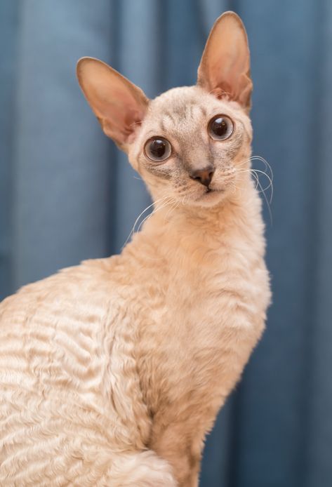 Best Cat Breeds, Devon Rex Cats, Cat Apparel, World Cat, Cornish Rex, Rex Cat, Healthy Cat, Devon Rex, Cat Breed