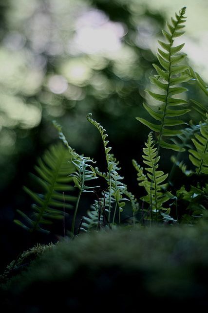 Forest Ferns Magical Woods, Forever Green, Walk In The Woods, Alam Yang Indah, Green Aesthetic, Green Plants, Nature Beauty, Natural World, Beautiful World