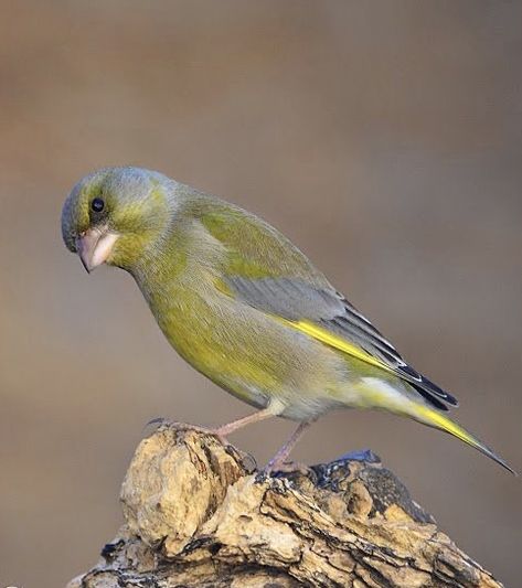 Hawfinch, Greenfinch, Chaffinch, Bullfinch, Goldfinch, Bird Photography, Wild Birds, Birdy, Beautiful Birds