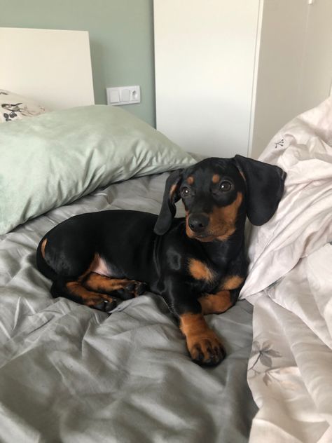 Black And Tan Mini Dachshund, Dachshund Dog Aesthetic, Dashund Dog Aesthetic, Wiener Dog Aesthetic, Weiner Dog Aesthetic, Winner Dogs Dachshund, Dachshund Short Hair, Dachshund Aesthetic, Weiner Dog Puppies