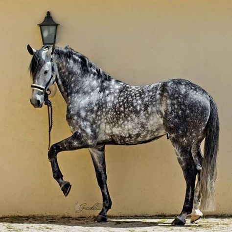 Dapple Grey Horses, Rare Horses, Andalusian Horse, Most Beautiful Horses, Grey Horse, Majestic Horse, Horse Crazy, Majestic Animals, Horse Equestrian