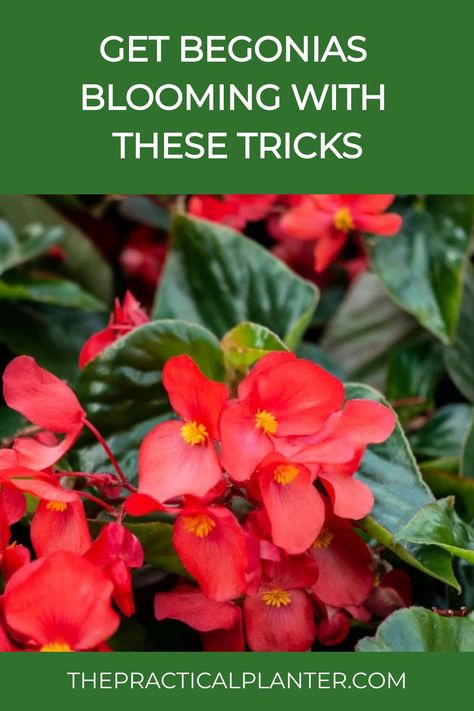 Begonias are a fantastic choice for adding vibrant colors to your garden. Not only do they thrive in garden beds, but they also look stunning when placed in hanging baskets around your home, bringing a touch of joy and warmth wherever they are displayed. Additionally, the foliage of begonias is highly appealing, making them an all-around wonderful plant to cultivate for their beauty and charm. Begonias In Pots, Bulbs Garden Design, Garden Problems, Indoor Plant Care, Garden Bulbs, Plant Health, Flowering Shrubs, Garden Pests, Flower Display