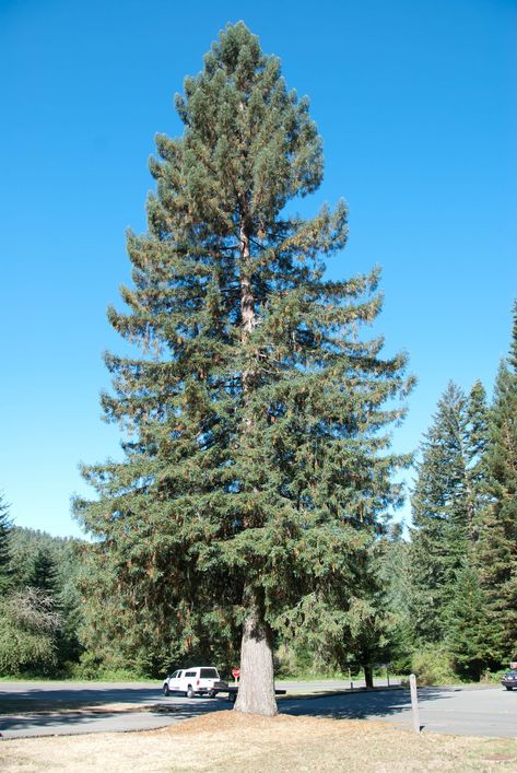 Sitka spruce (Picea sitchensis) is a large, coniferous, evergreen tree growing to almost 100m (330ft) tall with a trunk diameter at breast height that can exceed 5m (16ft). It is by far the largest species of spruce and the fifth-largest conifer in the world. Its name is derived from the community of Sitka in southeast Alaska, where it is prevalent. Evergreen Landscape, Village Map, Sweet Chestnut, Dark Red Brown, Spruce Tree, Sitka Spruce, Evergreen Trees, Fir Tree, Photo Tree