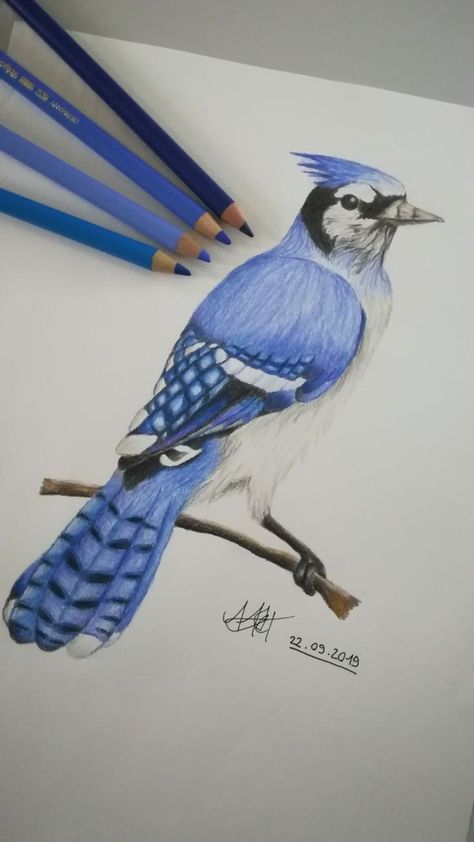 Easy Colouring Drawings, Art With Color Pencil, Colour Pencils Drawing Ideas, Bird Color Pencil Drawing, Shading Pencil Drawings, Art Sketches Colored Pencils, Cool Colors Drawing, Colour Sketches Drawing, Colored Pencil Drawings Easy