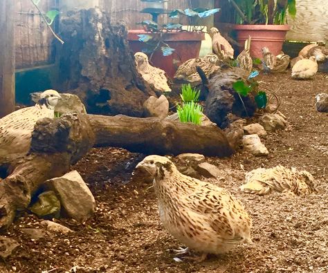 Quail Setup, Pheasant Enclosures, Quail Aviary Ideas, Quail Enclosure, Quail Aviary, Quail Keeping, Quail Raising, Quail Farming, Quail Pen