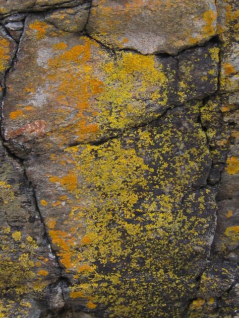 Nature Patterns, Lichen Moss, Mountain Landscape Photography, Organic Structure, Rock Textures, Textiles Artwork, Hunter Gatherer, Bio Art, Scenic Art