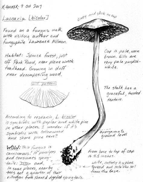 Drawing science: Field sketching for ... Field Notes Journal, Plant Notebook, Country Diary Of An Edwardian Lady, Field Notes Notebook, Science Drawing, Field Journal, Plant Journal, Observational Drawing, Science Illustration