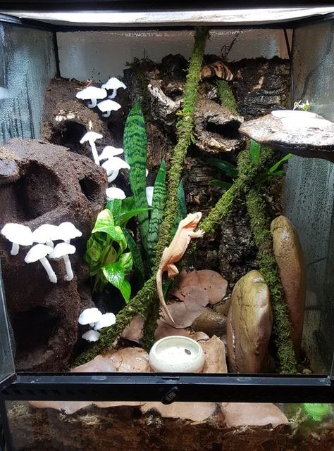 Terrarium Background Diy, Diy Reptile Enclosure, Leopard Gecko Diy, Crested Gecko Vivarium, Crested Gecko Habitat, Crested Gecko Care, Gecko Vivarium, Dragon Terrarium, Lizard Terrarium