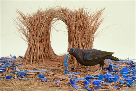 Bowerbirds take their name from the extravagantly decorated bowers they use to attract mates. Bowerbird Blues, Bower Birds, Bower Bird, Visual Illusion, Daycare Ideas, Interesting Animals, Bird Crafts, Fall 24, Fast Facts