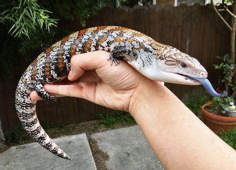 Pet Reptiles, Lizards, Blue Tongue Skink Drawing, Blue Tounged Skink, Lizard Tongue, Cute Monitor Lizard, Blue Belly Lizard, Blue Tongue Lizard, Pet Lizard Aesthetic