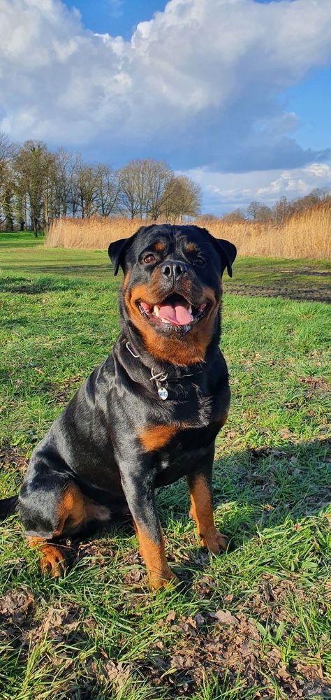 Rottweiler Dog Wallpaper, Rottweiler Wallpaper, Rottweiler Pictures, Rottweiler Breeders, Dogs Tattoo, German Rottweiler, Wallpaper Dog, Tattoo Dog, Rottweiler Love