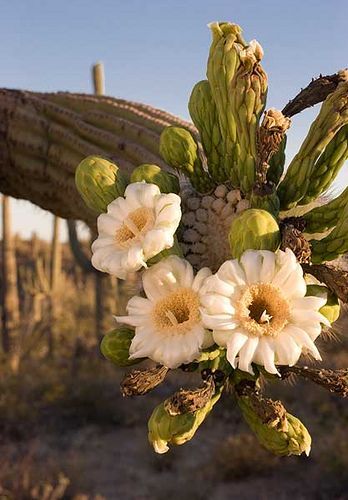 Prickly Pear Flowers, Cactus Blossoms, Desert Life, Desert Flowers, Colorful Life, Cactus Flowers, Saguaro Cactus, Sonoran Desert, Biome