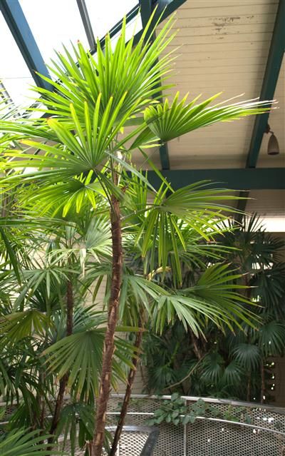 Cold Hardy Palms - The Best Palm Tree Species for Cold Weather Garden Provence, Landscaping Entrance, Monument Ideas, Cold Hardy Palm Trees, Tropical Backyard Landscaping, Small Tropical Gardens, Trees Landscaping, Palm Trees Landscaping, Small Palm Trees