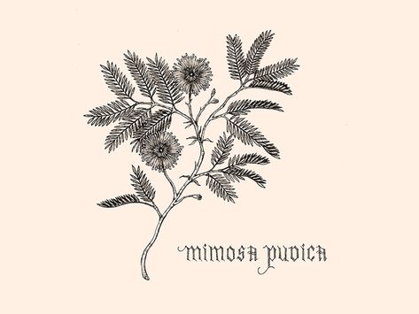 Mimosa Plant, Mimosa Pudica, Cute Thigh Tattoos, Plant Tattoo, Irezumi Tattoos, Plant Drawing, Dream Tattoos, Little Tattoos, Art Tutorials Drawing