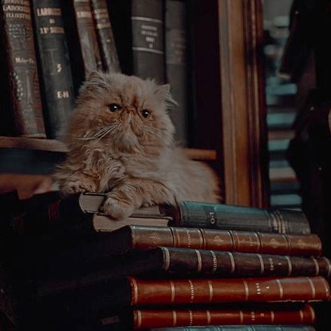 Hermione's Cat, Hermione Granger Aesthetic, Stile Harry Potter, Gryffindor Aesthetic, Harry Potter Wall, Ravenclaw Aesthetic, Images Harry Potter, Bellatrix Lestrange, Hogwarts Aesthetic