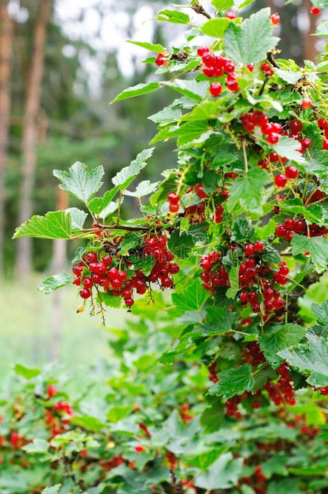 Red currant bush. In a Nordic forest , #AFF, #currant, #Red, #bush, #forest, #Nordic #ad Currant Bush, Nordic Forest, Red Currants, Growing Raspberries, Bush Garden, Fruit Bushes, Family Flowers, Native Plant Gardening, Berry Bushes