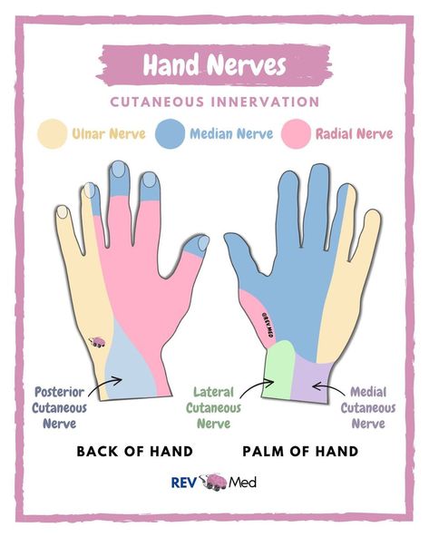 Afferent And Efferent Nerves, Hand Nerves, Nerve Anatomy, Radial Nerve, Ulnar Nerve, Median Nerve, Medical Jobs, Drawing Room Interior Design, Back Of Hand