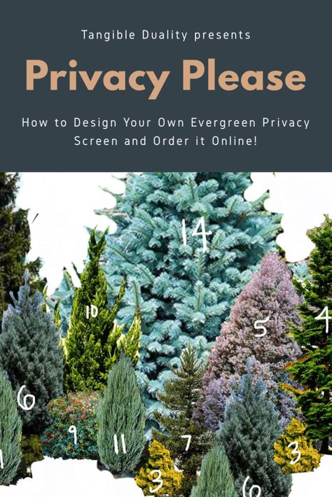 Privacy Please! Design Your Own Evergreen Privacy Screen | Privacy landscaping backyard, Evergreen garden, Evergreen landscape Natural Privacy Fence Ideas Evergreen, Evergreen Slope Landscaping, Evergreen Trees Backyard, Evergreen Screening Plants, Privacy Boarder Ideas, Privacy Tree Landscaping Ideas, Layering Trees And Shrubs For Privacy, Evergreen Tree Landscaping, Colorado Privacy Landscaping