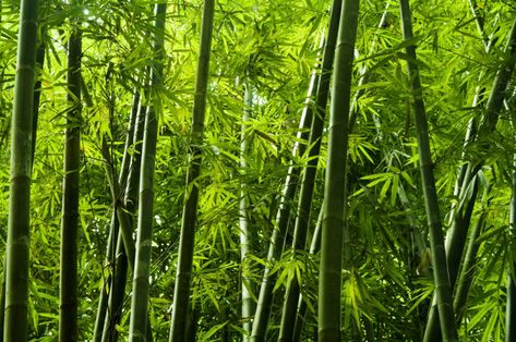 Bamboo clothing is making a name for itself, but how sustainable is it? Just because it comes from a plant doesn’t automatically make it eco-friendly. Tropical Shower Curtain, Phyllostachys Nigra, Tropical Showers, Growing Bamboo, Bamboo Tree, Bamboo Forest, Bamboo Plants, Hardy Plants, Shower Curtain Decor