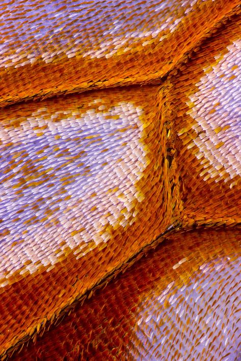 Macro Butterfly Wing, Macro Photography Tips, Levitation Photography, Micro Photography, Macro Photographers, Insect Wings, Nature Artists, Microscopes, Experimental Photography