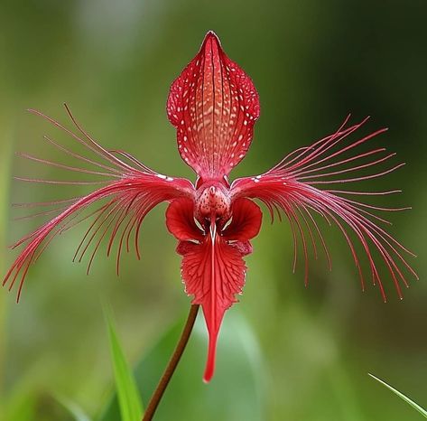 Elephant Ear Flower, Beautiful Descriptions, Habenaria Radiata, Egret Orchid, Orchid Fertilizer, Bat Flower, Orchid Species, Elephant Ear Plant, Orchid Bark