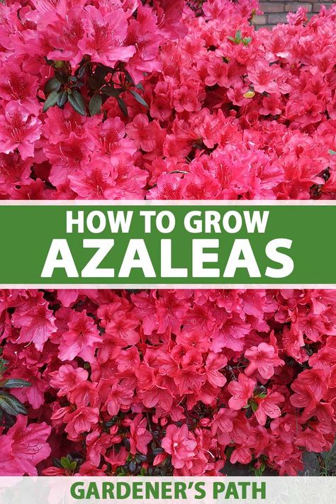 Brightly colored with long-lasting flowers, azaleas make a striking statement in the garden. Ideal for borders, beds, and foundation plantings, these shrubs provide months of vibrant blooms with sweet or spicy fragrance, and pretty fall foliage. Learn how to grow azaleas now on Gardener's Path. #azaleas #gardenerspath Azaleas Landscaping, Azaleas Care, Azalea Shrub, Azalea Bush, Azaleas Garden, Azalea Flower, Flowering Bushes, Easy Landscaping, Dappled Light