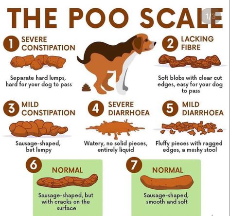 Dog Remedies, Dog Health Care, Train Your Dog, Dog Facts, Dog Care Tips, Training Your Puppy, Dogs Pooping, Pet Hacks, Dog Obedience