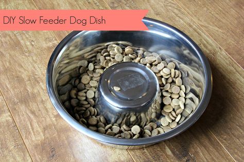 DIY Slow Feeder Dog Dish | No Ordinary Sparrow Xxl Dog Crate, Diy Dog Bowl, Excited Cat, Dog Slow Feeder, Cat Costume Diy, Slow Eating, Slow Feeder Dog, Dogs Diy Projects, Puppies Tips