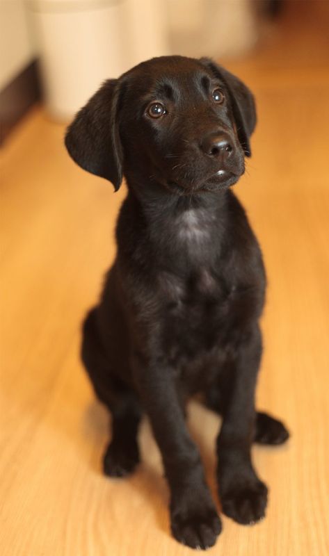 Golden Retriever Lab Mix - Have You Discovered the Goldador Dog? Golden Retriever Lab Mix Puppy, Golden Retriever Lab Mix, Golden Retriever Mix Puppies, Lab Mix Puppies, Black Labrador Puppy, Labrador Mix, Golden Retriever Mix, A Golden Retriever, Black Lab Puppies